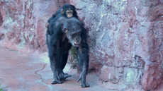 Schimpanse (6).jpg